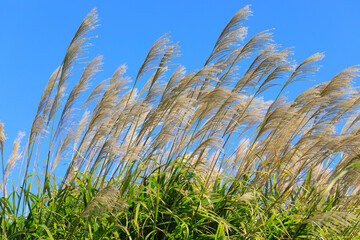 ススキと青空