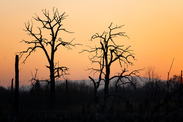 trees during a beautiful red sunset