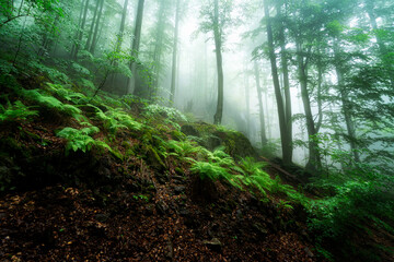 wild forest in the fog