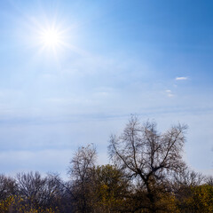 autumn forest silhouette under a sparkle sun, beautiful natural background