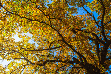 closeup red oak tree on blue sky background, natural seasonal scene