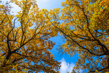 closeup red oak tree on blue sky background, natural seasonal scene