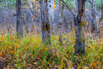 red dry autumn forest glade, natural season outdoor scene