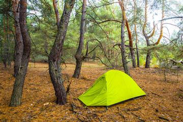 green touristic tent in pine forest glade