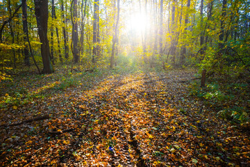 autumn forest glade covered by dry leaves in light of sun