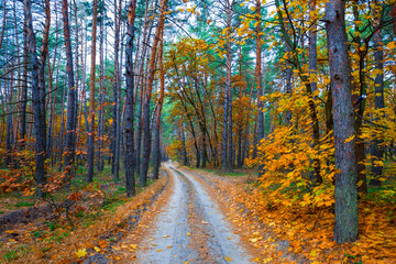 ground road through the red autumn forest, natural seasonal background