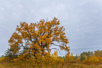 Fototapeta premium closeup red oak tree on forest glade, autumn natural background