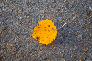 yellow dry aspen leaf on asphalt background