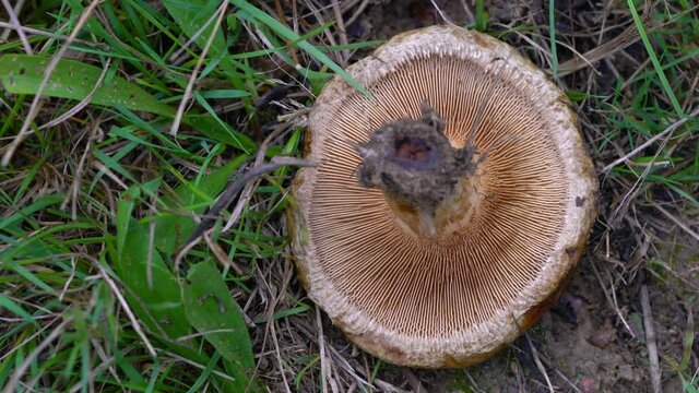 Saffron Milkcap in meadow (Lactarius deliciosus) - (4K)