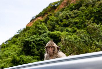 Small brown monkey, Sitting on the roof of the car. Looking at camera. The sharp eyes of the monkey, Look pitiful