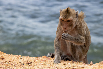 Small brown monkey, Sitting on the roof of the car. Looking at camera. The sharp eyes of the monkey, Look pitiful
