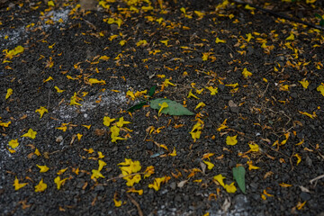 The Hindu Indian Wedding bridal shoes Anklets and Payal Pictures . 
