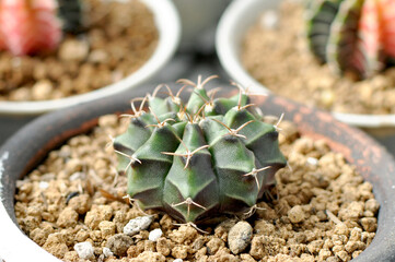 Gymnocalycium mihanovichii colorful cactus. House plant. Table plants, grafted, potted 