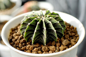 Gymnocalycium Friedrichii Pure LB2178 grow Indoors, Beautiful cacti in greenhouse. Gardener equipment, Methods trees planting. Desert plants, Cactus