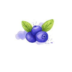 watercolor Juicy blueberries with purple drop. Isolated.Illustration for a cookbook, ingredients of recipes, cards and botanical magazines