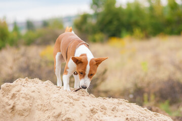 Yung basenji dog playing with small wooden stick ehile standing on a heap of sand