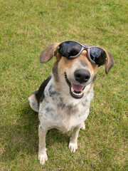 Outdoor portrait of mixed breed dog sitting in stylish black sunglasses and looking happy female