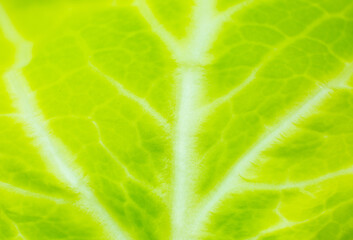 Green leaf close up. Fresh leaves texture background. Natural eco wallpaper. Vegetarian food. Vegetable and vitamins products. Macro photo.