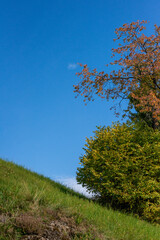 Fototapeta premium Autumn . Hazel . Herbst . Haselstrauch