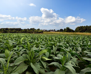 Fototapeta na wymiar Tobacco field in the afternoon of the day in northern part of Thailand.
