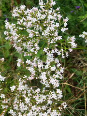  Kolkwitzie amabilis, Perlmuttstrauch in der Blütezeit