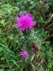 Schottische Distel, Mariendistenl Blüte in Lila
