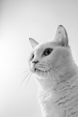 白猫のポートレート　モノクロ
