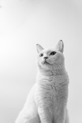 白猫のポートレート　モノクロ
