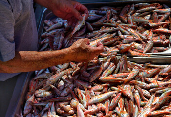 sardines for sale, famous fishmarket - La Pescheria in Catania, Sicily, Italy, Europe