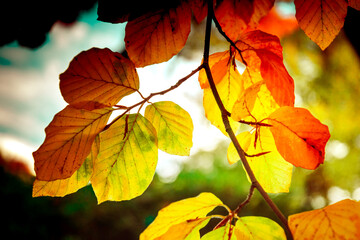 Colorful autumn leaves background