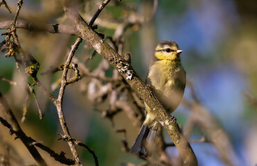 Juvenile blue tit bird