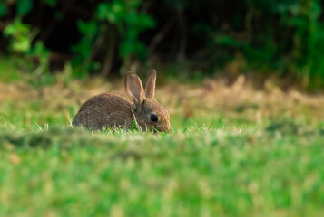 Cute wild bunny in grass