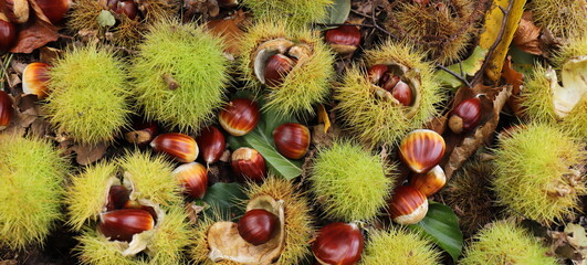 Fototapeta premium collecting chestnuts in the forest