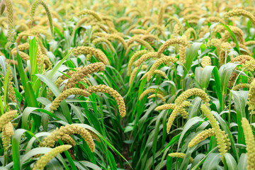 foxtail millet in the field