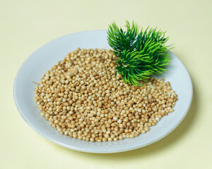 Coriander mockup. Coriander has a distinctive aroma from the chemical components present in coriander essential oil. Coriander is grown in the gardens of lowland and mountainous areas. Focus blur.