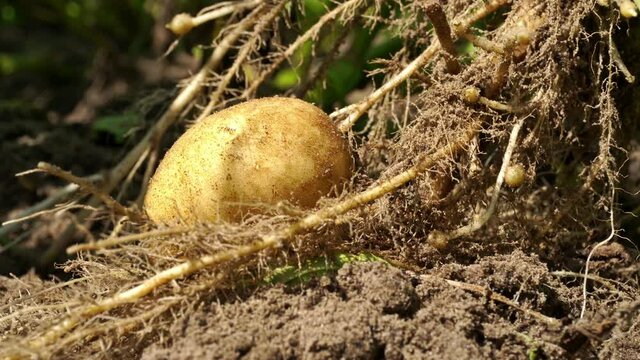 Kartoffel an der Pflanze auf dem Feld mit Erde im Sommer