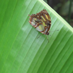 mariposa malaquita
