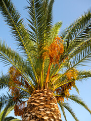 Fototapeta na wymiar Date palm Phoenix with orange fruits on a sunny day in Greece