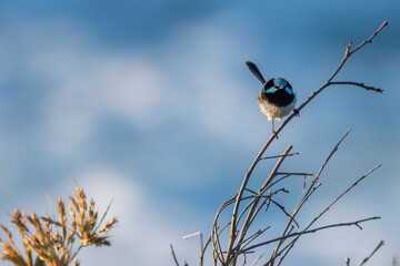 Superb Fairy-wren on shrubs at the beach