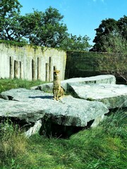 Gepard  © Julia