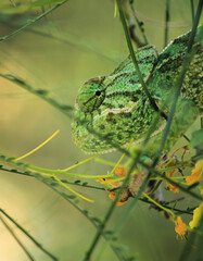 Chameleon on a branch under the sun