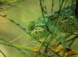 Chameleon on a branch under the sun