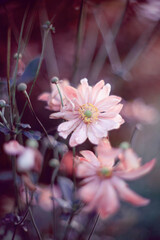 Zawilec letni. Piękne kwiaty anemonów kwitnących jesienią w ogrodzie. Rośliny ozdobne. Delikatne płatki zawilca. Rozmyte pastelowe tło.  - obrazy, fototapety, plakaty