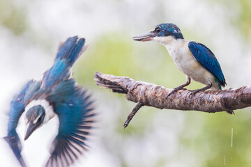Bird in thailand. The Collared kingfisher, White-collared kingfisher, Mangrove kingfisher