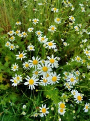 Fototapeta premium daisies in a field