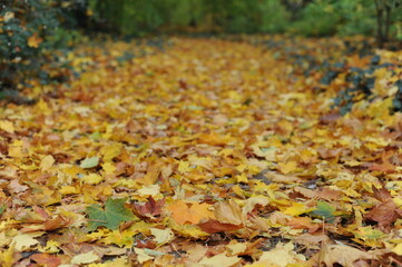 Colorful autumn leaves during foliage in a park and garden during Polish Golden Autumn season in Lazienki Park (Royal Baths Park), Warsaw, Poland, Europe