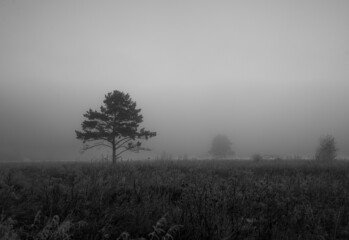 autumn foggy landscape in black and white