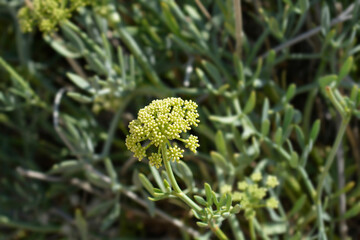 Sea fennel