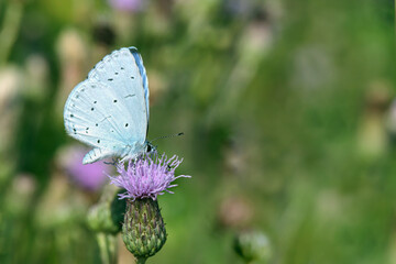 Holly blue butterfly (Celastrina argiulus) on a field thistle (Cirsium arvense).