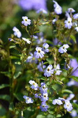 Bush violet